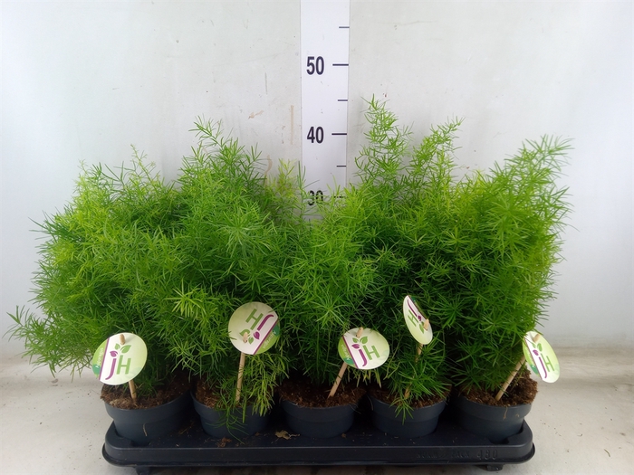 <h4>Asparagus dens. 'Sprengeri'</h4>