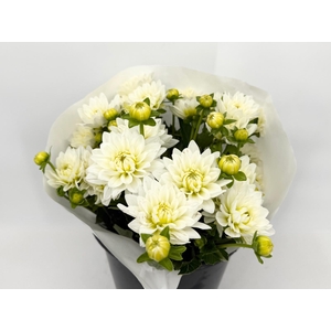 Dahlia White Evolution