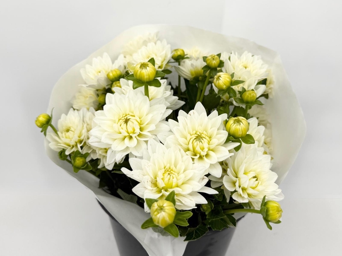 <h4>Dahlia White Evolution</h4>