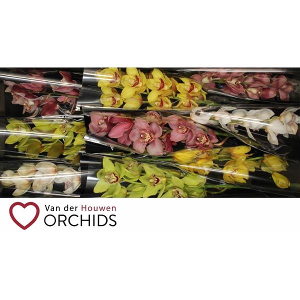 <h4>60 cm Gemengd..</h4>