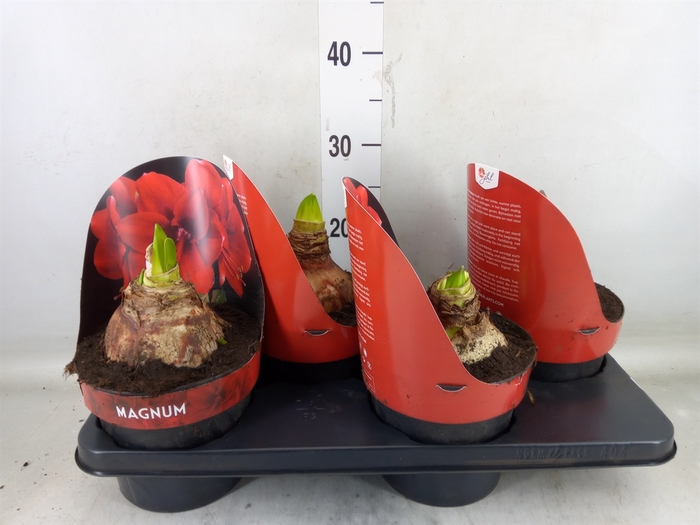 <h4>Hippeastrum GA 'Magnum'</h4>