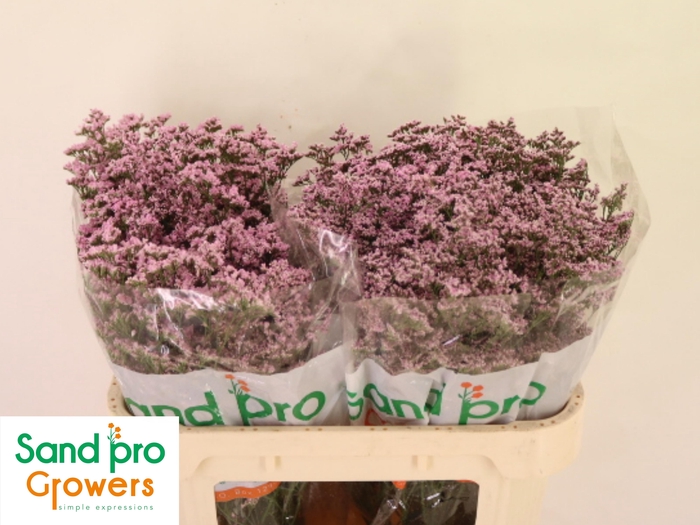 <h4>LIM SAF OSHI PINK</h4>