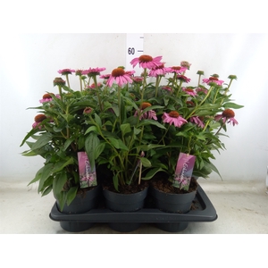 Echinacea purp. 'Mooodz Courage'