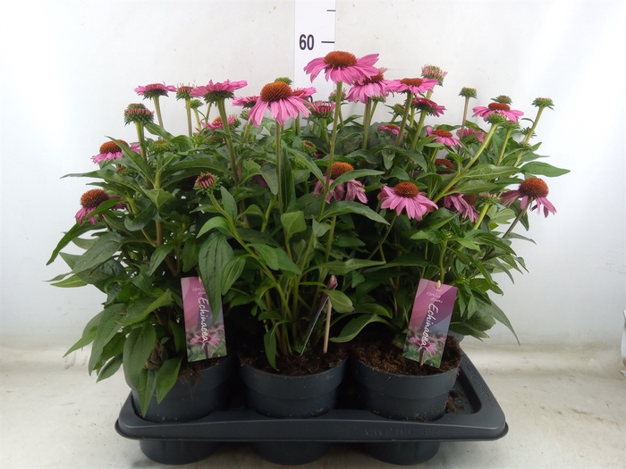 <h4>Echinacea purp. 'Mooodz Courage'</h4>