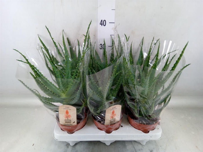 <h4>Aloe arborescens</h4>