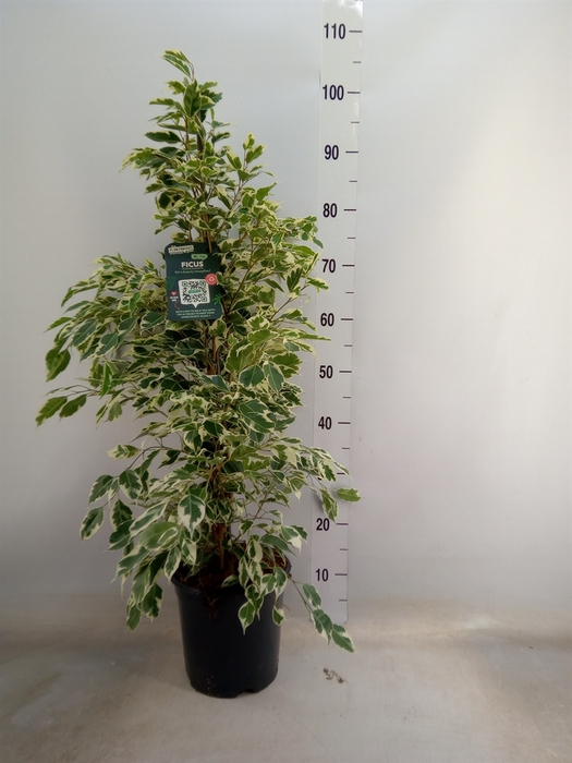 <h4>Ficus benja. 'Twilight'</h4>