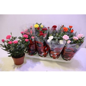 arr8 Ro Fav Ro Gem 6 Srt