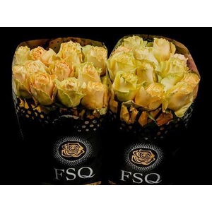 R Gr Cream Carpediem