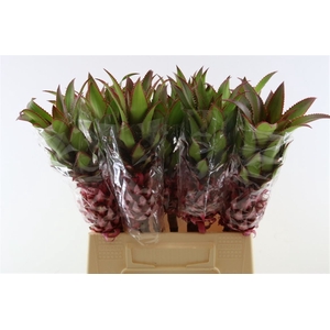 Ananas Nina Medium 50cm