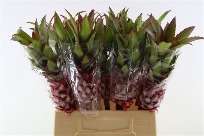 Ananas Nina Medium 50cm