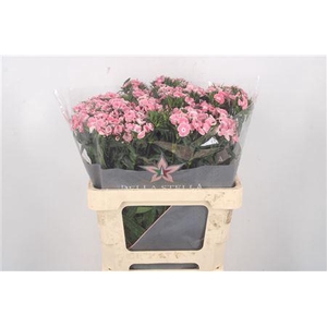 Di Barb Breanthus Lindo Pale Pink