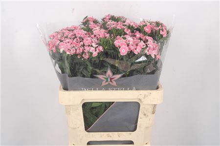 <h4>Di Barb Breanthus Lindo Pale Pink</h4>