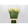 Agapanthus Gletsjer