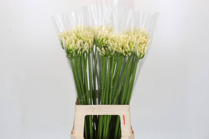 Agapanthus Gletsjer