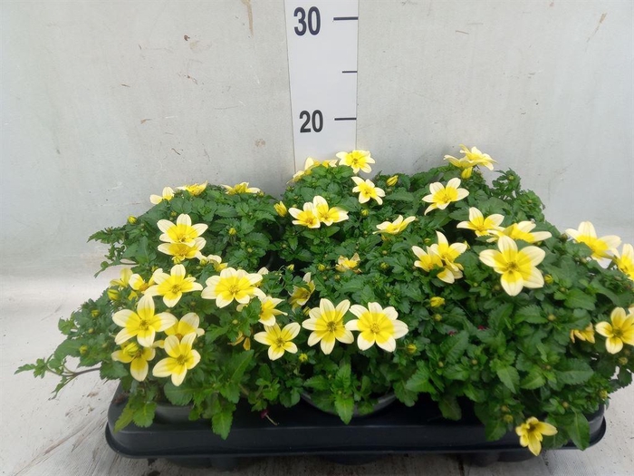 <h4>Bidens   ...</h4>
