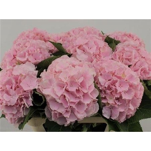 Hydr M Ch Verena Roze 80cm