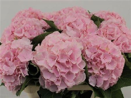 <h4>Hydr M Ch Verena Roze 80cm</h4>