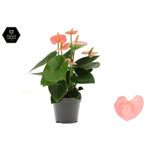Anthurium 9 cm Spirit in transparant sleeve