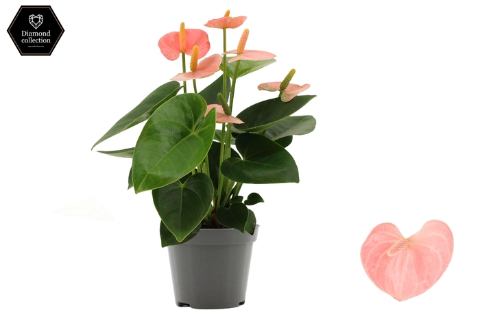 Anthurium Spirit in transparant sleeve