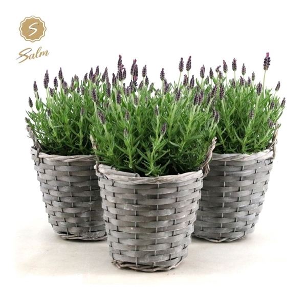 Lavandula st. 'Anouk'® Collection P15 in Basket