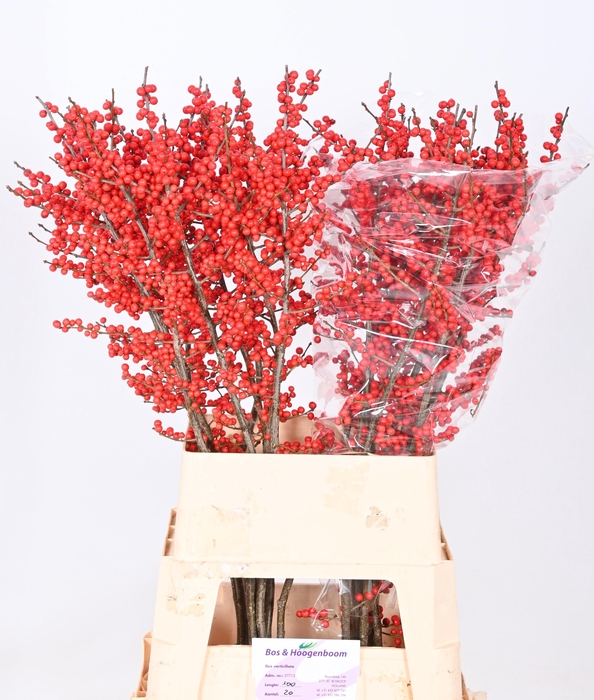 <h4>ILEX VE RODE BES</h4>