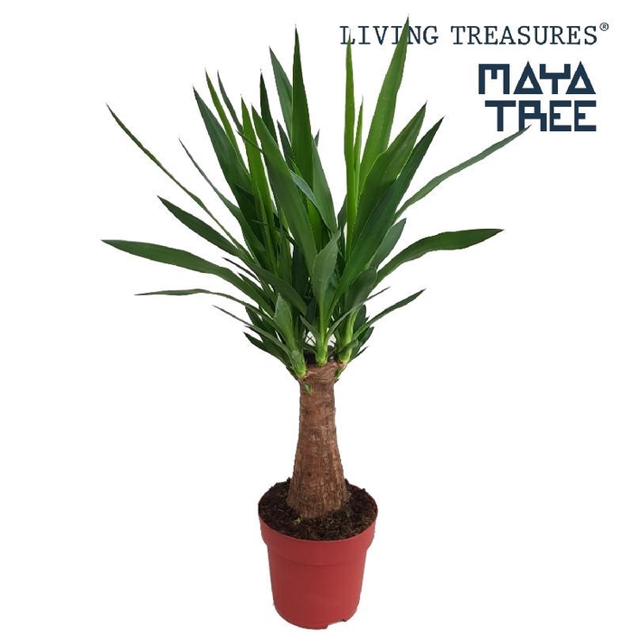 <h4>Yucca enkele stam stam Maya Tree 3/4 kop   weekaanbieding week 10</h4>