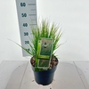 Molinia caerulea Heidebraut