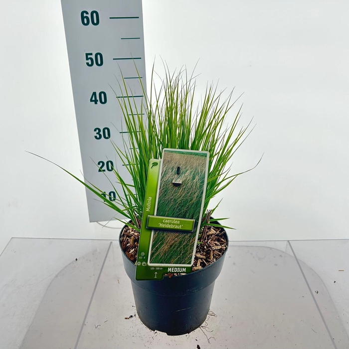 <h4>Molinia caerulea Heidebraut</h4>