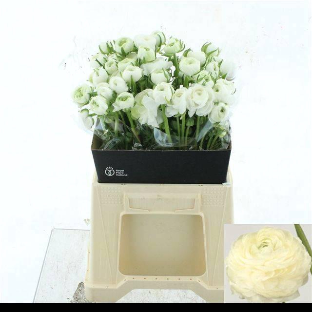 <h4>RAN EL WHITE</h4>