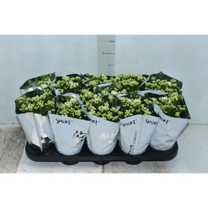 KALANCHOE DOBRADO P11 BRANCO
