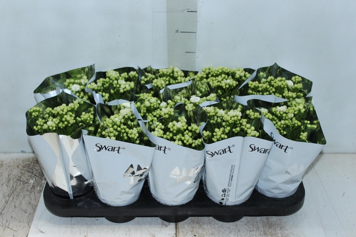 <h4>KALANCHOE DOBRADO P11 BRANCO</h4>