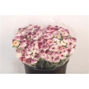 Ran Elegance Cappucino Super