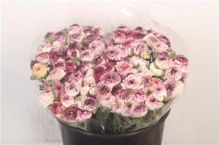 <h4>Ran Elegance Cappucino Super</h4>