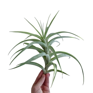 Tillandsia Fasiculata XL