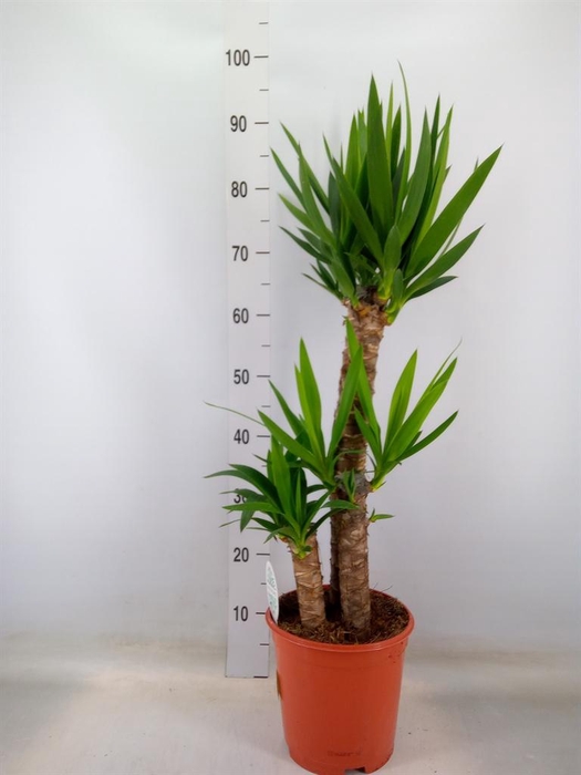 <h4>Yucca   ...</h4>