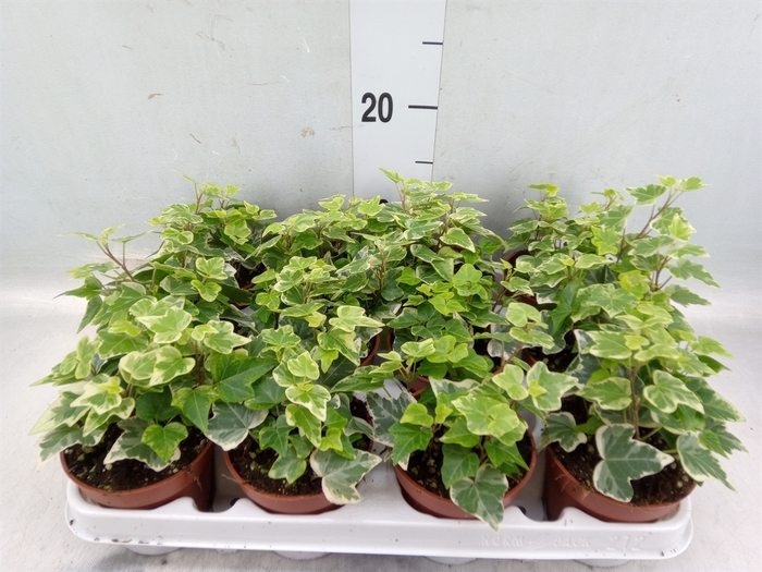 <h4>Hedera helix 'White Wonder'</h4>