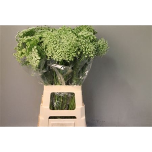 Ammi Majus Visnaga
