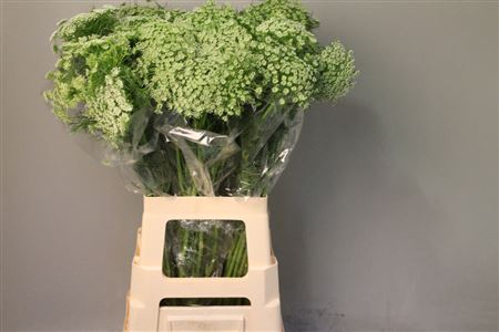 <h4>Ammi Majus Visnaga</h4>