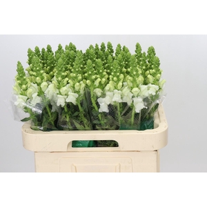 Antirrhinum Avignon White Imp