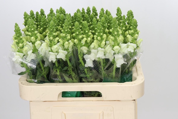 <h4>Antirrhinum Avignon White Imp</h4>