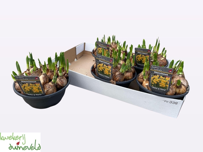 <h4>Narcissus  'Tete a tete'</h4>