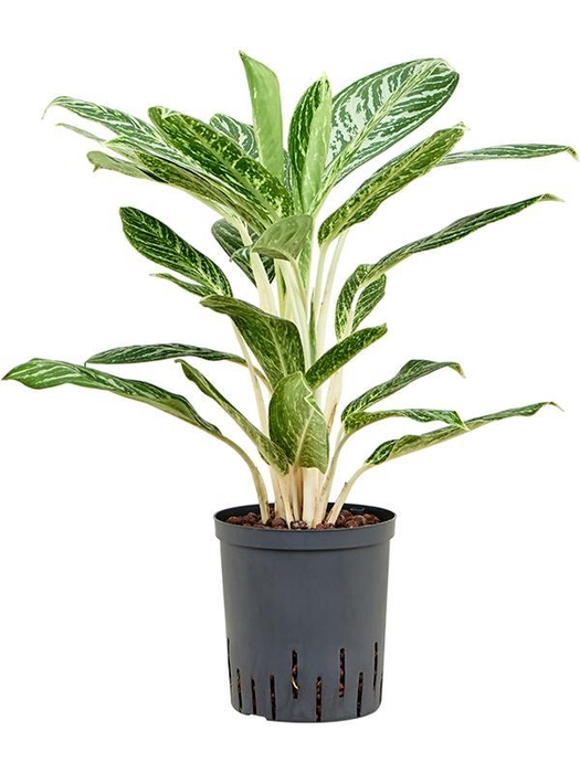 <h4>Aglaonema 'Madonna'</h4>