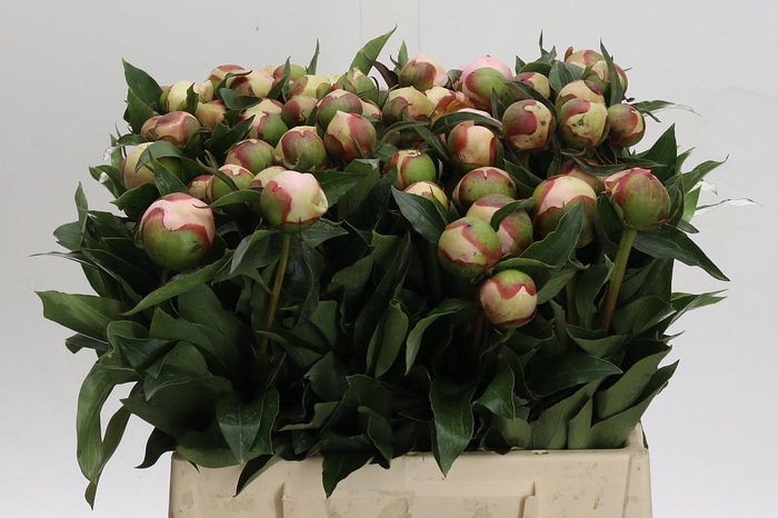 <h4>Paeonia Noemi Demay</h4>