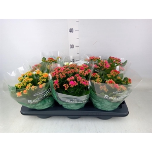 Kalanchoe blos. 'Rosalina'  ..mix 4