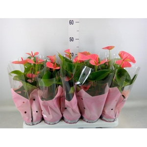 Anthurium andr. 'Sweet Dream'