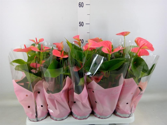 <h4>Anthurium andr. 'Sweet Dream'</h4>