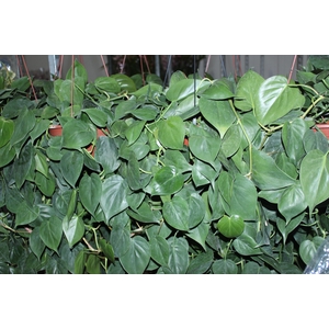 PHILODENDRON SCANDENS C21 PENDENTE
