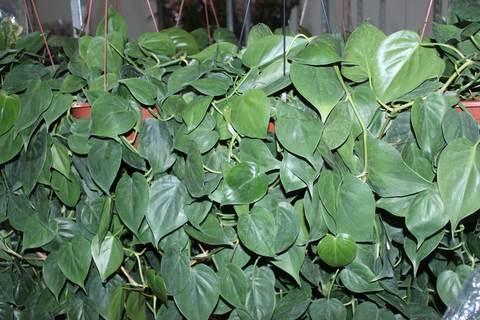 <h4>PHILODENDRON SCANDENS C21 PENDENTE</h4>