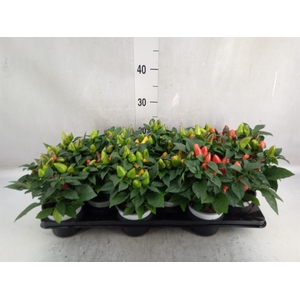 Capsicum annuum 'Samba'   ...mix