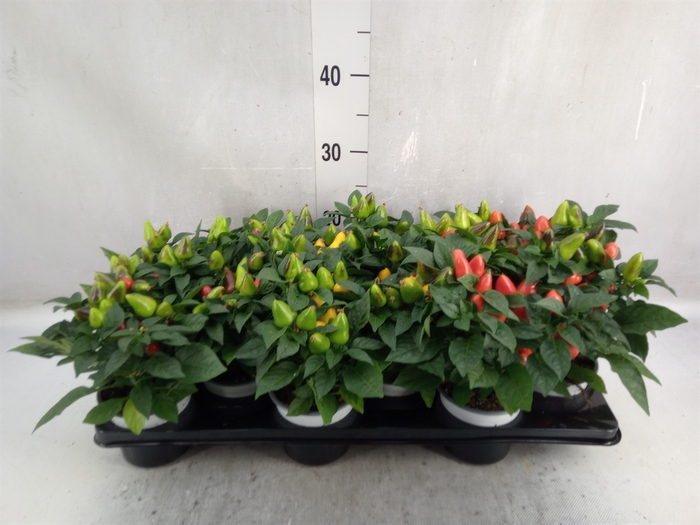 <h4>Capsicum annuum 'Samba'   ...mix</h4>